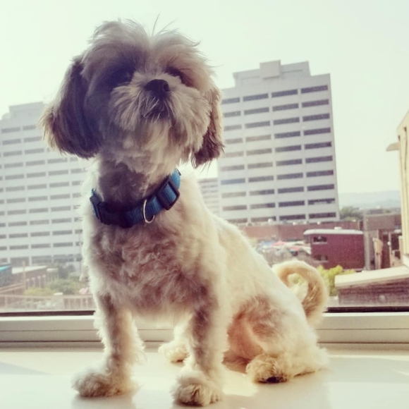 Meet your Posher, Kerry - Picture 4 of 6